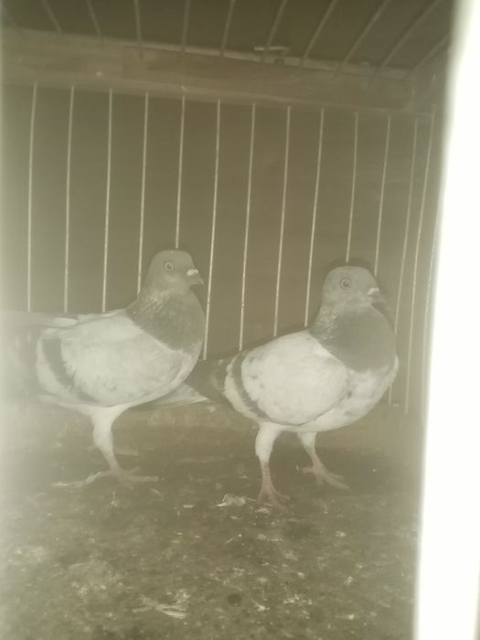 Sprzedam gołębie różne rasy