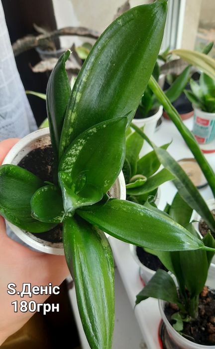 Сансевієрії. Домашні дітки