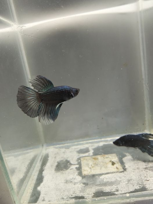 Bettas Macho - várias cores e padrões