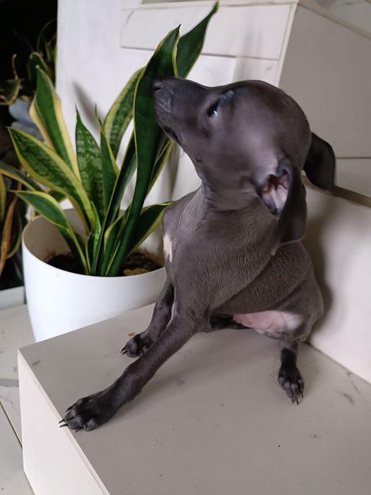 Charcik włoski  - szczenię