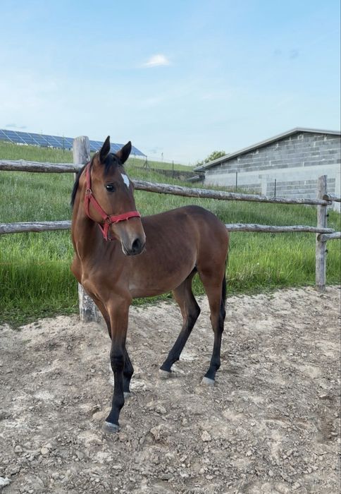Sprzedam rocznego ogierka małopolskiego