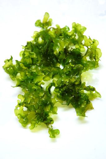 Musgo Pellia - Monosolenium tenerum