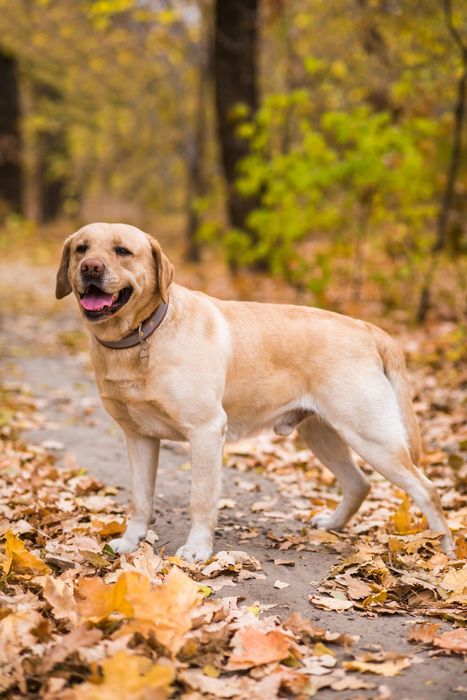 Лабрадор для вязки