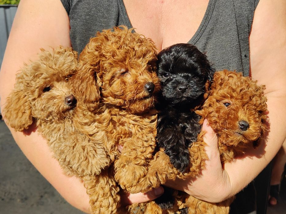 Чернівці міні той пудель є мальтіпу