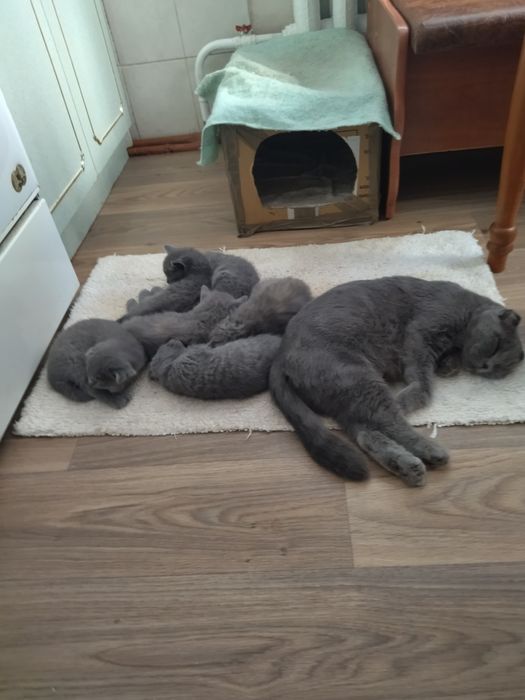 Шатланские Котята