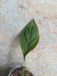 Spathiphyllum wallisii 'Sensation' Skrzydłokwiat