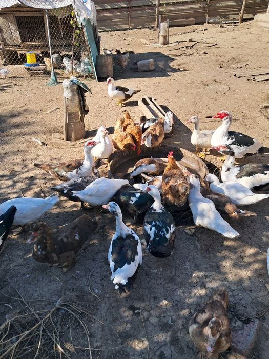 Продам молодняк індокачок ціна за сім'ю