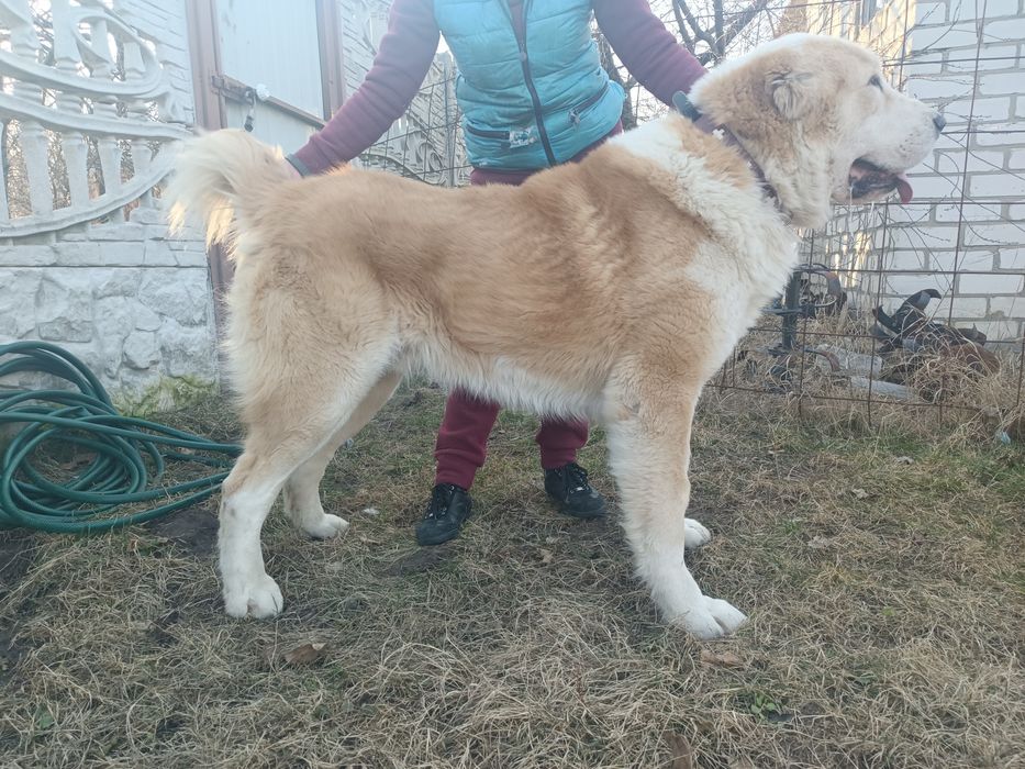 Кобель САО вязка