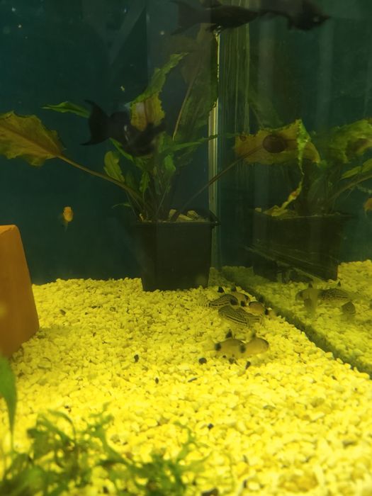 Corydoras  panda