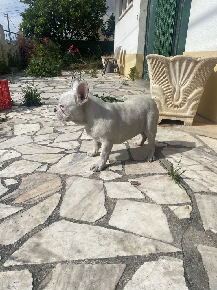 Bulkdog  frances branca femea