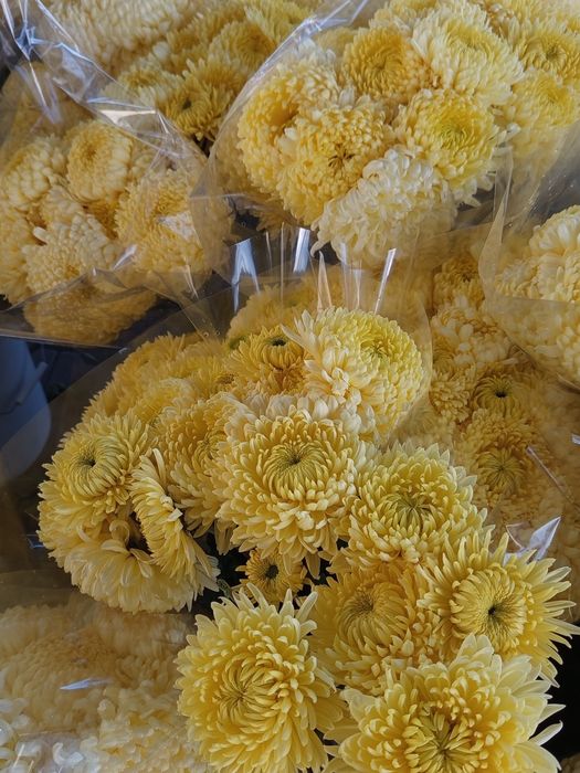 Chryzantemy cięte creamist hurt detal