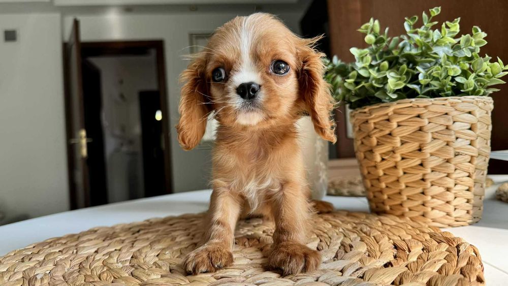 Chłopczyk Cavalier King Charles Spaniel Ruby