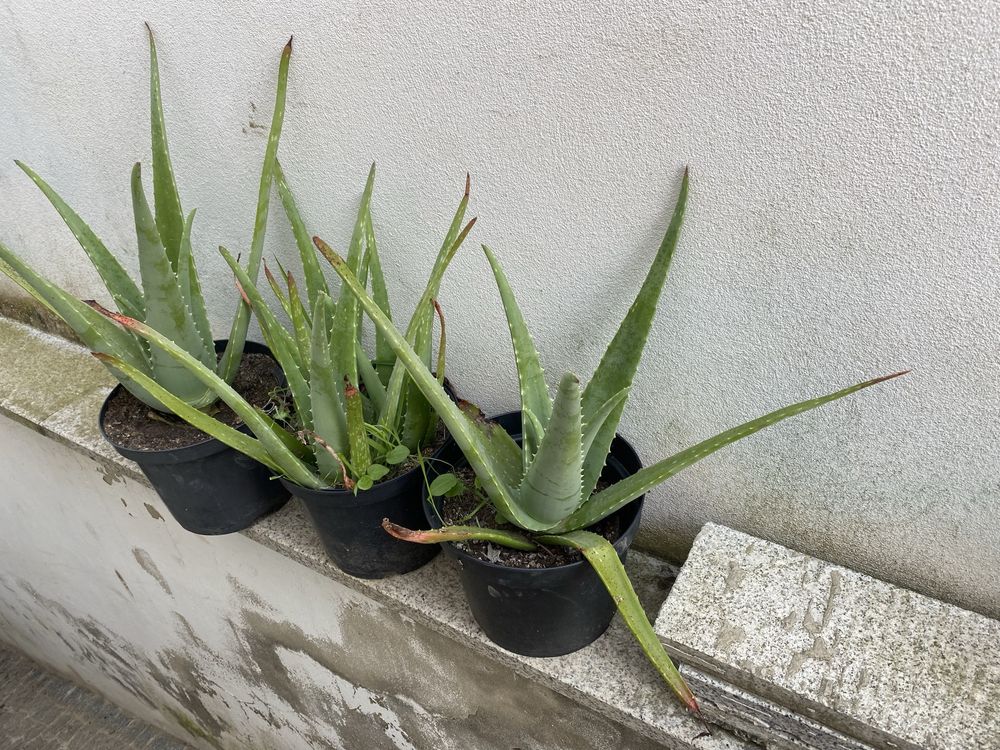 Cactos Aloe- vera ( Babosa)