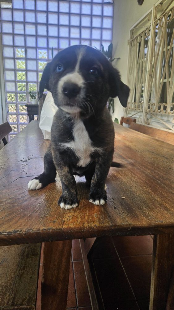 Caes Bebes para adoção
