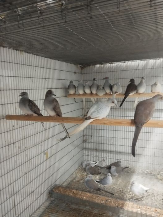 Rolas diamante machos e fêmeas.