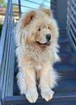 Piesek chow chow szuka nowego domu opiekuna