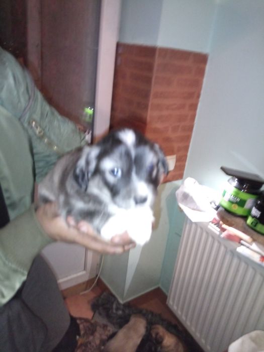 Роздаю унікальних щенят