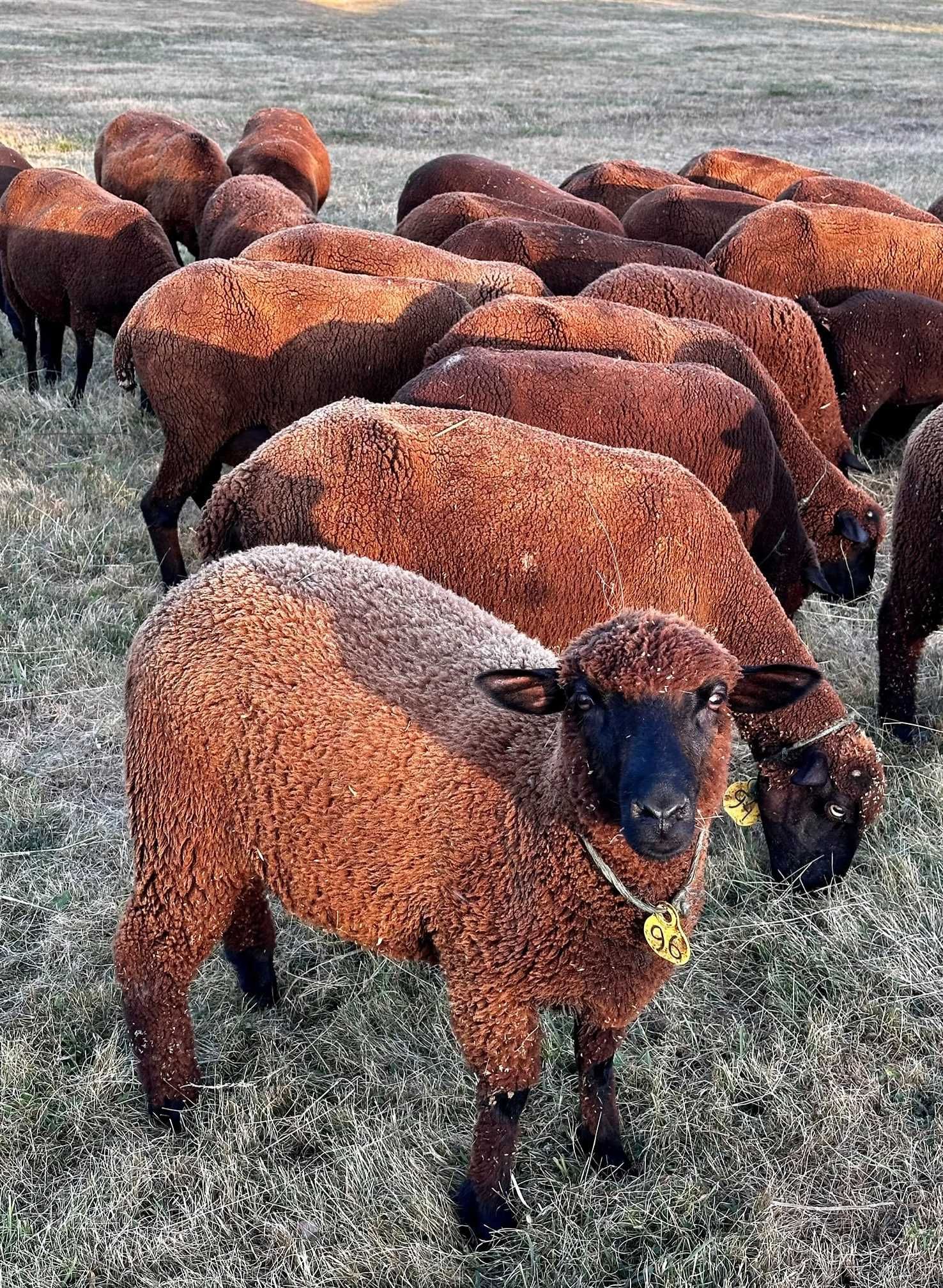 Merina Preta (Ovelhas)