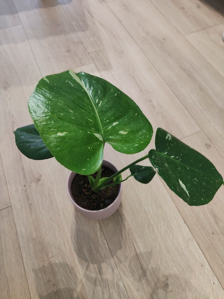 Monstera Thai Constellation