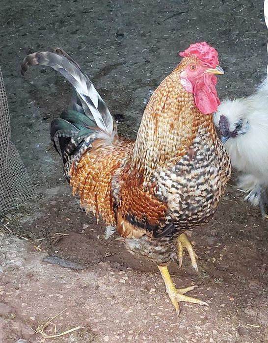 Frangos e Galos do Campo