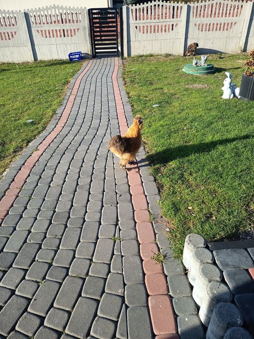 Witam oferuję koguty na sprzedaż