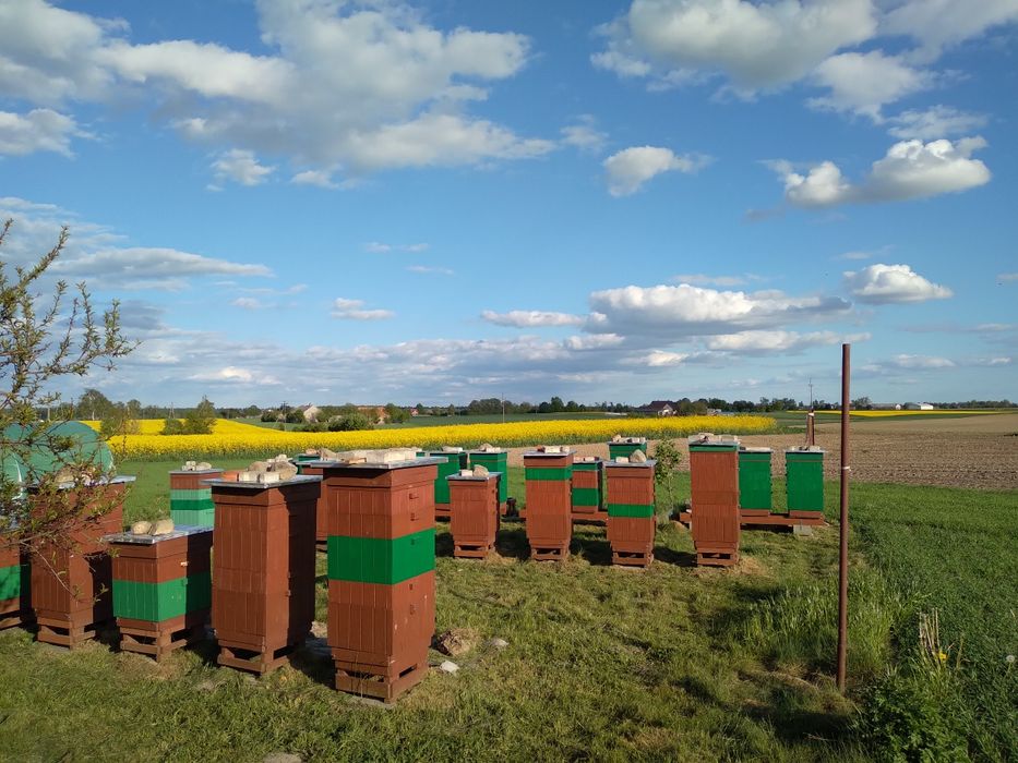 Przezimowane rodziny pszczele