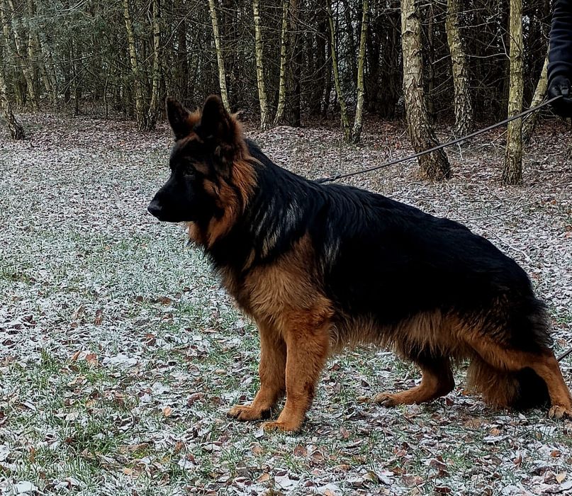 Owczarek niemiecki długowłosy FCI