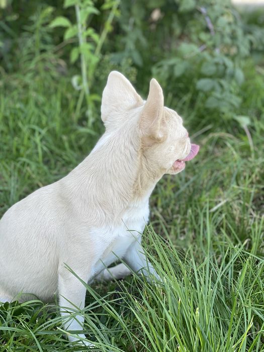Дівчинка в кольорі пінк карамель