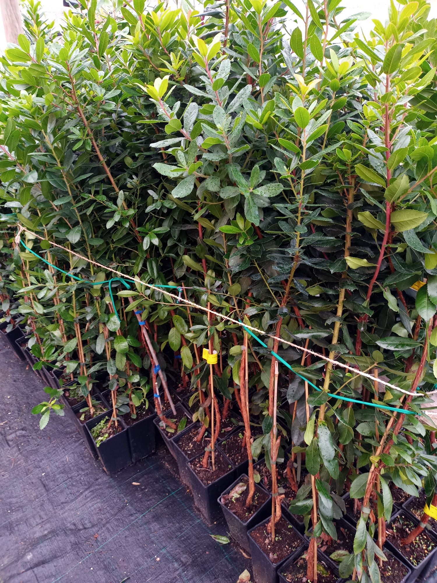 Medronheiros exelentes para plantar