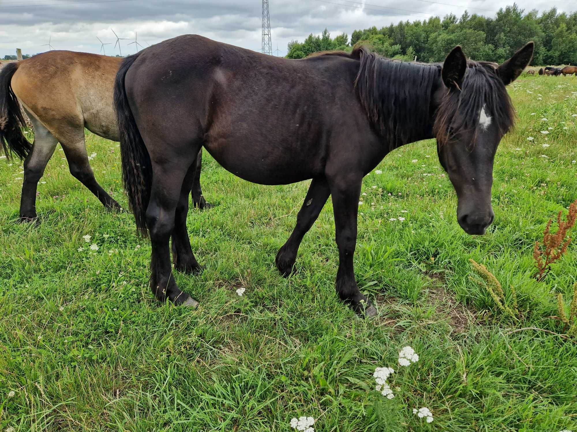 DANIELL zmieni właściciela