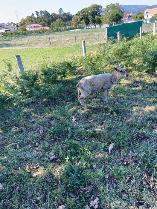 Vendo anho suffolk de 8 meses e um anho charolles de 7 meses(carneiro)