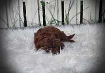 Pudel Toy Red Brown PIESEK