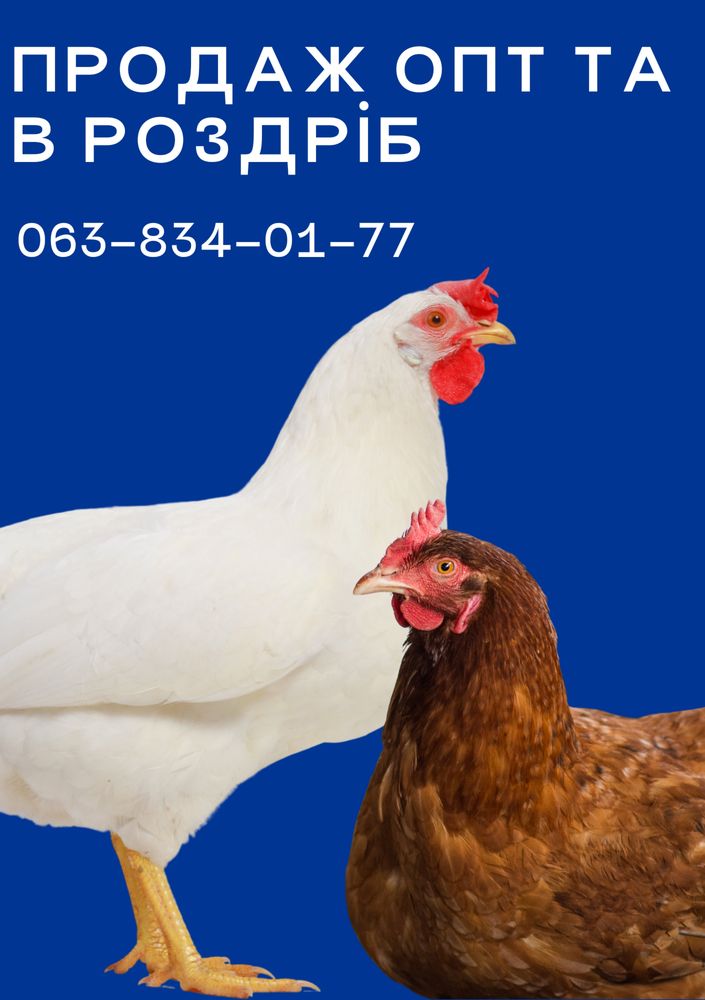 Продаж курочок курей