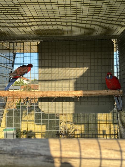 Casais de roselas reprodutores