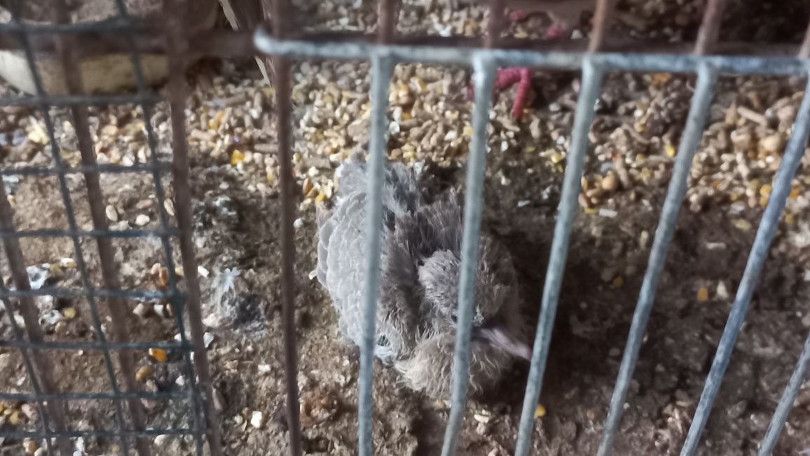 Vendo rolas mansas muito bonitas