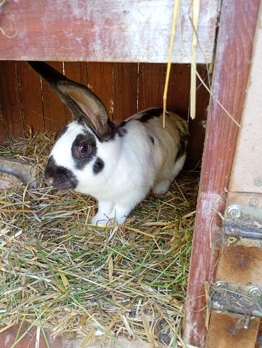 Sprzedam króliki samice, srokacze i nie tylko