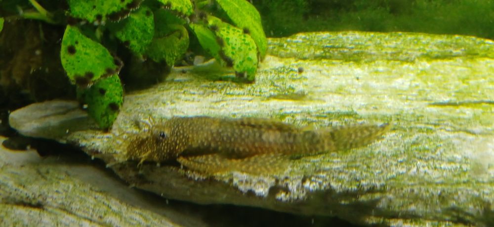 Akwarium z rybami i pełnym wyposażeniem