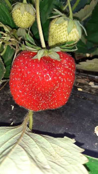 Mudas de Morangueiro Portola