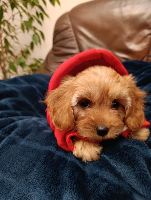 Piękna Suczka Cavapoo