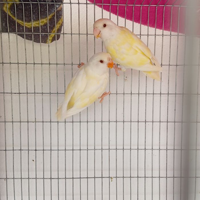 2 Roseicolli albino
