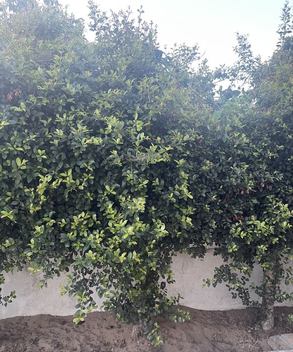 Sebes Eugenias em arbustos