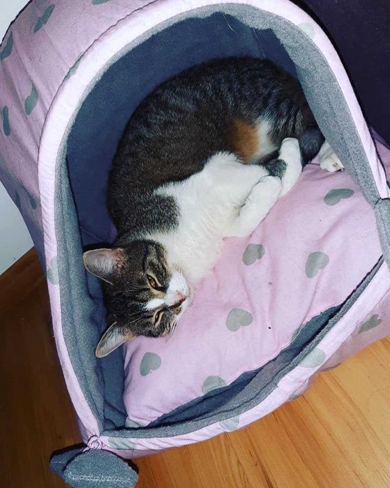 Zaginęła kotka Fela