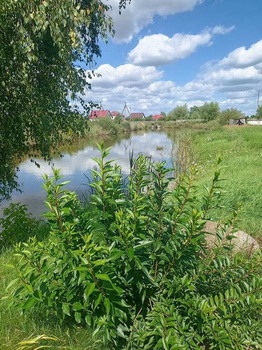 Приміщення в оренду. Кузня. склад. граж. майстерня . Можлива продажа.