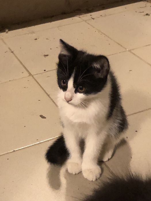 Отдам в хорошие руки