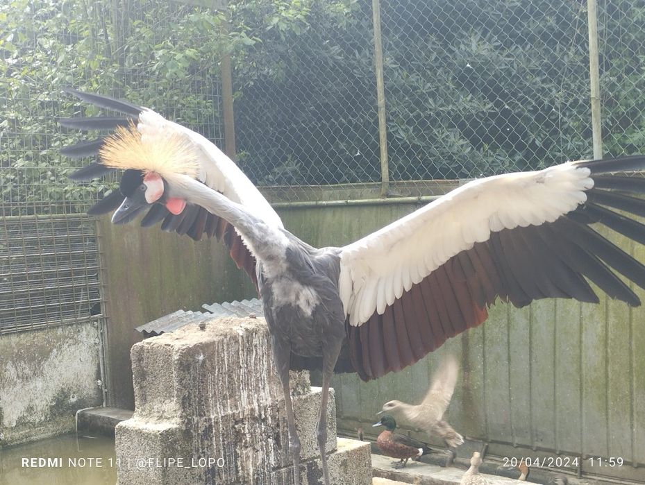 Casais de grous com muito bom porte,e nao consanguinados