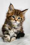 Maine Coon cudowny kocurek .