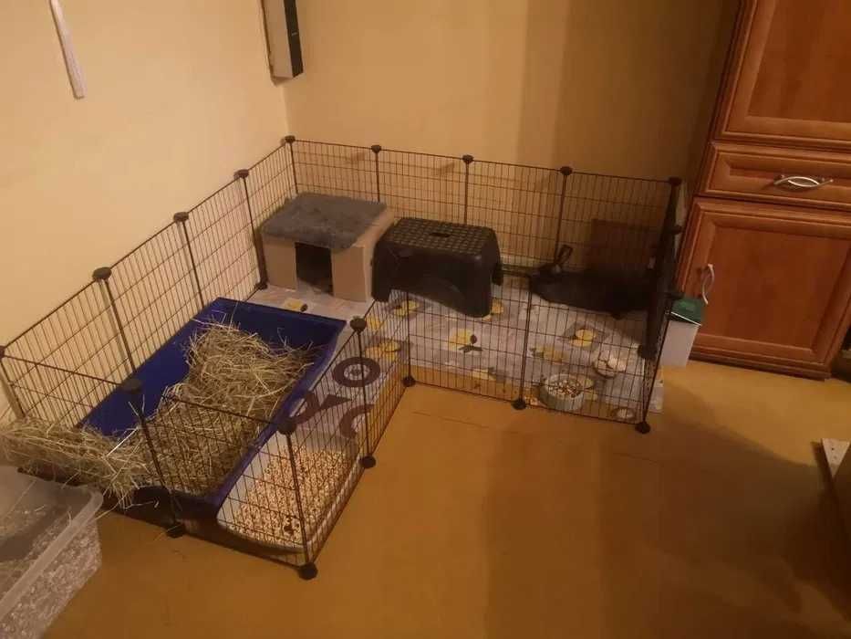 Klatka z WYBIEGIEM dla Królika – bezpieczna, składana konstrukcja