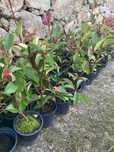 Photinias red robin