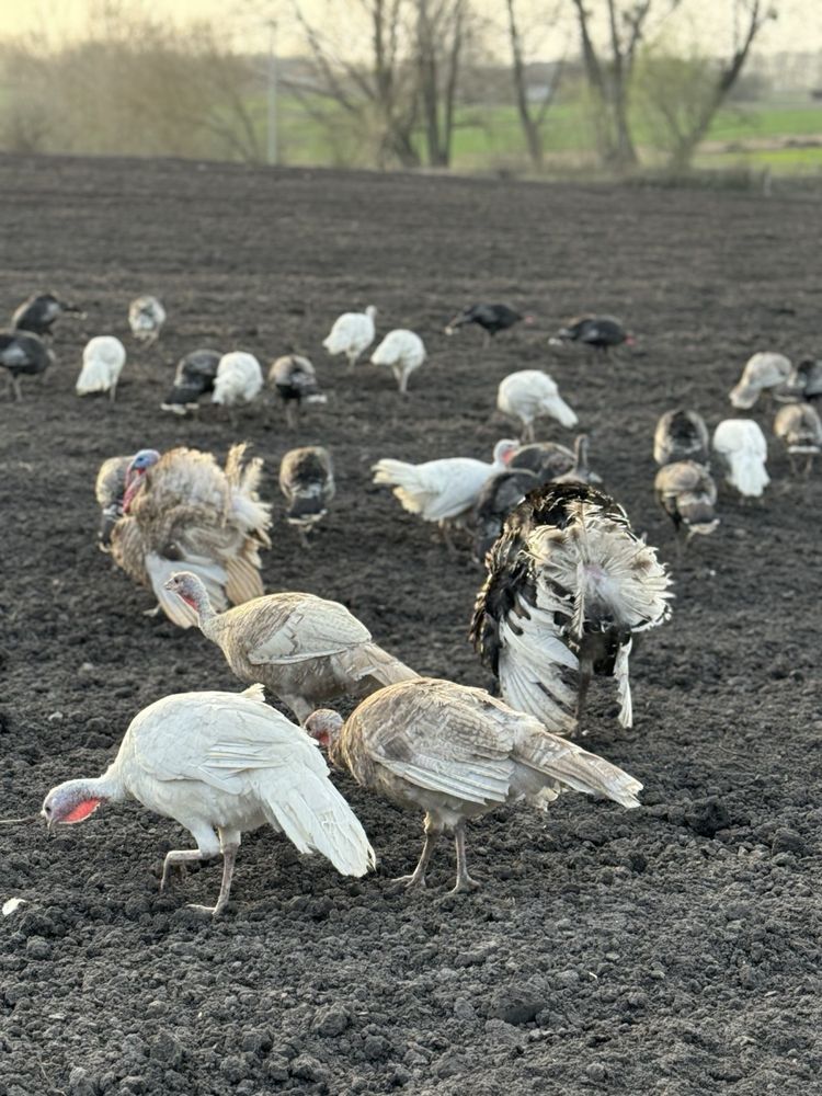 Продам яйця індичі інкубаційні