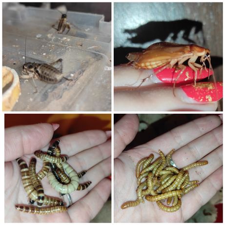 Живые кормовые насекомые: мучной червь, зофобас, сверчек, таракан